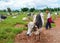 HEHO, MYANMAR, SEPTEMBER 12, 2016: Cattle fair in Heho, one of the most prolific agricultural hub of Shan State, Myanmar.