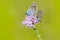 Heideblauwtje, Silver-studded Blue, Plebejus aragus