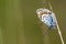 Heideblauwtje, Silver-studded Blue, Plebejus argus