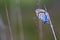 Heideblauwtje, Silver-studded Blue, Plebejus argus