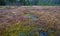 Heidenreichsteiner Moor - the marshland in Austria (peat bog, peatbog)