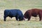 Heifer and Angus Bulls Butt Heads