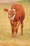 Heifer Calf With Distinctive Marking