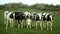 Heifer dairy cows farming free open range lawn meadow grass green grazing pasture electric fence tape, Holstein Friesian cattle