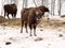 Heifer in flock. Altai Breeding bison place.