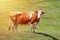 Heifer grazing in a green pasture on a beautiful sunny day