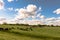 Heifers in ryegrass landscape