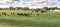 Heifers in ryegrass panorama