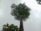 Height of the tree with clouds , textured background wallpaper.