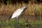 Heilige Ibis, Sacred Ibis, Threskiornis aethiopicus