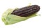 Heirloom  anthocyanin-rich or earth tones dent maize corn cob Zea mays ear, half-peeled, isolated
