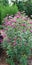 Heirloom Bee Balm - Wild Bergamot - Flowers blooming en masse