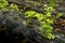 Heirloom celery beds in a vegetable garden, protected by black landscape plastic from frost