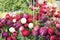 Heirloom Radish Bunches at Farmers Market