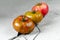 Heirloom tomatoes. Three tomatoes of different colors on a gray concrete table with a crack