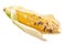 Heirloom variegated maize corn cob Zea mays ear, half-peeled,  isolated