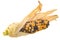 Heirloom variegated maize corn cob Zea mays ear, half-peeled,  isolated