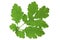 Helandine herb leaf