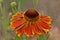 Helenium