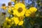 Helenium autumnale common sneezeweed in bloom, bunch of yellow flowers, high shrub with leaves