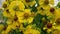 Helenium autumnale is a North American species of flowering plants in the sunflower family. Common name is common sneezeweed