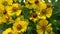 Helenium autumnale is a North American species of flowering plants in the sunflower family. Common name is common sneezeweed