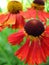 Helenium close-up