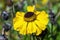 Helenium `El Dorado`