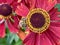 Helenium flower close up with bee