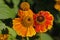 Helenium flowers, common name sneezeweed, close-up