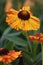 Helenium Mardis Gras