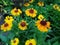 Helenium 'Sahin's Early Flowerer'