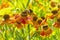 Helenium Waltraut autumnale family Asteraceae bright orange red yellow flowers with carved plaster and large brown heart and bee.