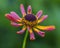 Helenium Waltraut Flower