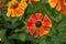 Helenium Waltraut flowers