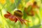 Helenium Waltraut single flower close-up macro. Orange Helenium flower with stamen ball and garden greens on bokeh background