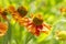 Helenium Waltraut single flower close-up macro. Orange Helenium flower with stamen ball and garden greens on bokeh background.