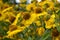 Helenium yellow flower