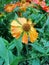 Helenium yellow flowers. arnica flowers in the garden. Gelenium Helenium, family Compositae. gelenium - beautiful yellow garden