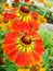 Helenium yellow flowers. arnica flowers in the garden. Gelenium Helenium, family Compositae. gelenium - beautiful yellow garden