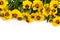 Helenium yellow flowers on white background