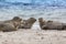 Helgoland, Dune Island, Halichoerus grypus - three seals lying on a beautiful clear sandy beach and looking. In the background bea