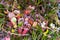 Heliamphora spp., Endemic, Carnivorous Plant on Roraima Tepui, V