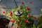 Helianthemum x cultorum \\\'Cerise Queen\\\' blooms in June. Berlin, Germany