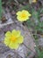 Helianthemum nummularium in bloom