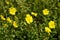 Helianthemum nummularium with bright yellow flowers