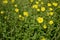 Helianthemum nummularium with bright yellow flowers