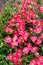 Helianthemum watergate ruby pink