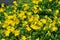 Helianthemum watergate yellow