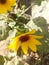 Helianthus Annuus